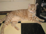 Blekie